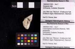 Foto (Objket + Etiketten) von Mesogalathea striata (Remeš, 1895) 